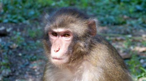 Chinezii lovesc din nou. Au clonat cinci maimuțe dintr-un singur macac, pentru cercetări medicale