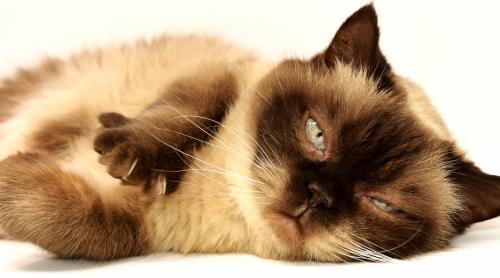 Peste 200 de pisici din toate colțurile lumii vor putea fi admirate la SofistiCAT