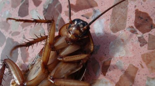 Studiile ne confirmă temerile: gândacii s-au adaptat la insecticide și devin tot mai greu de ucis
