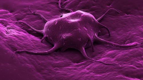 O tulpină de virus care provoacă răceala ar putea veni de hac cancerului de vezică urinară non-invaziv