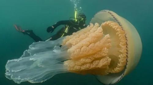 O meduză mare cât un om, descoperită în largul coastei Cornwall (VIDEO)