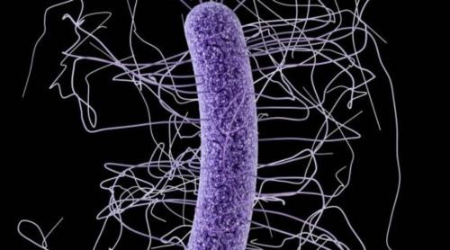 Metoda prin care bacteriile acaparează spitalele, descoperită de cercetătorii britanici