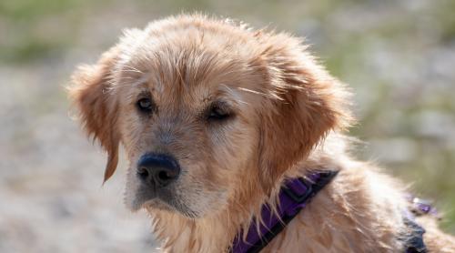 Pedepsele şi ţipetele pot afecta psihicul câinilor