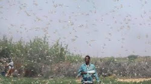 Africa se luptă cu cea mai mare invazie de lăcuste din ultimii 70 de ani