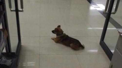 WUHAN: Un câine a stat 3 luni pe holul unui spital, în așteptarea stăpânului decedat de COVID-19