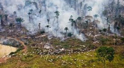 Raport comun ONU, OMS și WWF: distrugerea constantă a naturii va genera pandemii din ce în ce mai dese