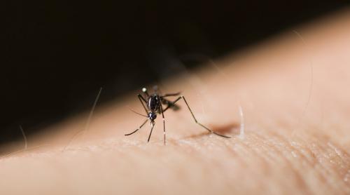 Un studiu italian a demonstrat că țânțarii nu transmit coronavirus