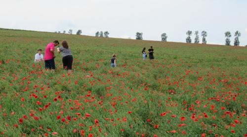Un câmp cu maci din județul Iași, invadat de oamenii curioși. Florile au fost călcate în picioare