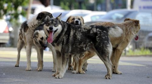 Primul muzeu din România, dedicat câinilor străzii, inaugurat duminică. 4 octombrie, Ziua Internațională a Animalelor fără Stăpân