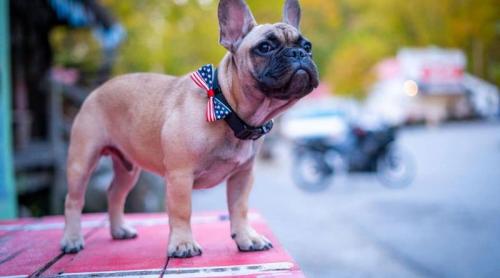 Un sat din Kentucky l-a ales primar pe Wilbur, un bulldog francez în vârstă de 6 luni