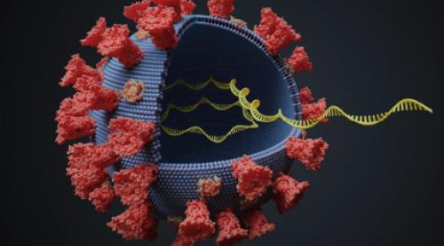 Noul coronavirus a suferit PESTE 4000 de mutații de la declanșarea pandemiei