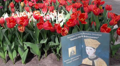Laleaua „Doamna Maria Brâncoveanu” poate fi admirată în cea mai mare grădină cu flori naturale din Europa