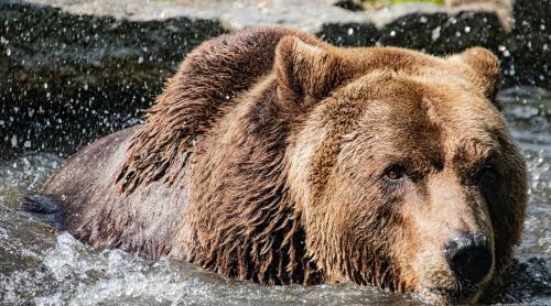 Guvernul a adoptat OUG care permite împușcarea urșilor