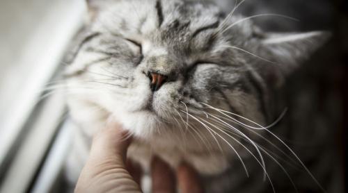 Terapia prin tors: de ce ne fac pisicile atât de fericiți?