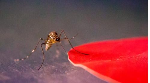 Cercetătorii au descoperit cum să convingi țânțarii să te lase în pace și să înțepe pe cineva pe care îl urăști