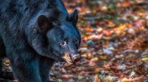 SUA: Doi americani au vrut sa omoare un urs dar au murit amândoi