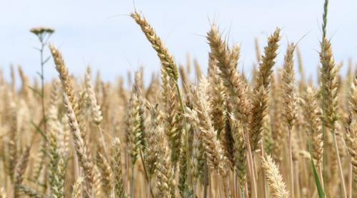 Războiul din Ucraina: prețurile grâului au atins niveluri record, o „creștere fără sfârșit”