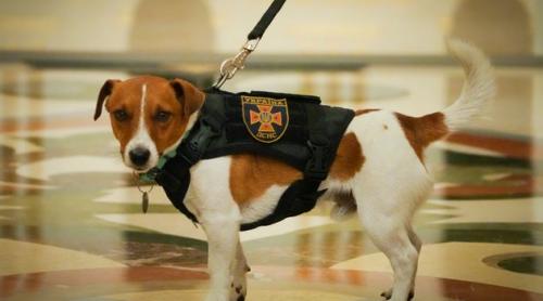 Patron, câinele care detectează bombe a fost decorat de Zelensky