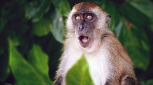 OMS organizează o întâlnire de urgență privind variola maimuței 