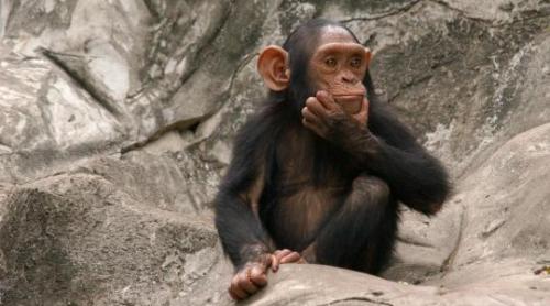 Variola de maimuță: trei săptămâni de carantină pentru persoanele de contact din Marea Britanie