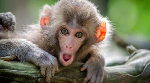 Variola de maimuță: un virus mai complex decât cel al covid și care a mai circulat în Europa în 2018
