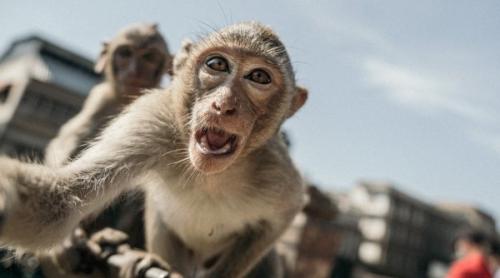 Variola maimuței: UE semnează un acord cu Bavaria Nordic pentru furnizarea a 110.000 de vaccinuri