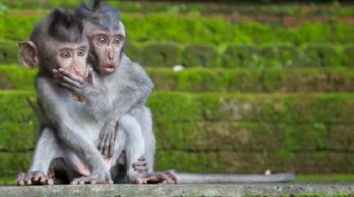 OMS va redenumi virusul "variolei de maimuță" pentru a evita stigmatizarea si rasismul