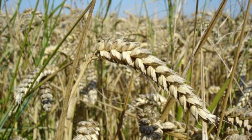 Există dovezi că forțele ruse au furat cereale din Ucraina