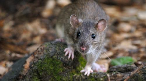 Parisul e invadat de șobolani dar primăria vrea să învețe „să-i cunoască mai bine”
