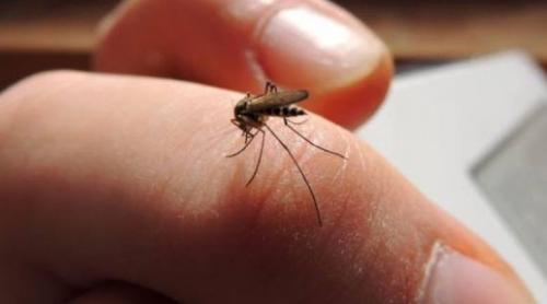  Un nou studiu arată că suntem hrana ideală pentru țânțari