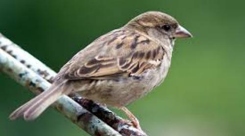 Descoperire medicală uluitoare: Cum luptă sunetul păsărilor cu bolile mintale