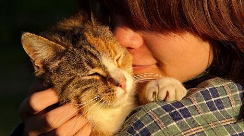 Studiu: pisicile înțeleg limbajul stapânilor când aceștia li se adresează pe un ton copilăresc
