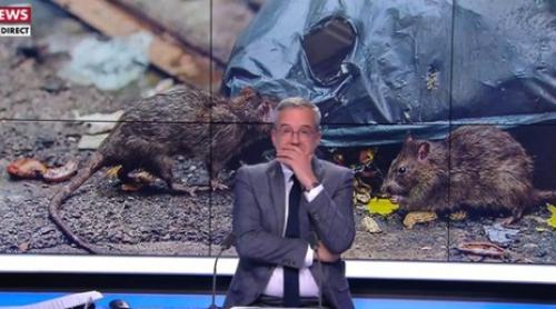 Paris: În direct la televizor o femeie își dă seama că un șobolan i s-a strecurat în haina (video)