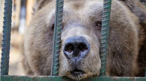 Povestea tristă a ursului eliberat după 20 de ani de captivitate