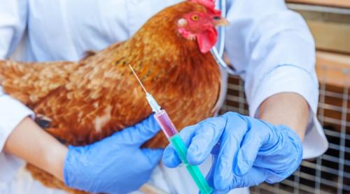 Europa se confruntă cu „cea mai devastatoare” gripă aviară din istoria sa, potrivit autorităților sanitare europene