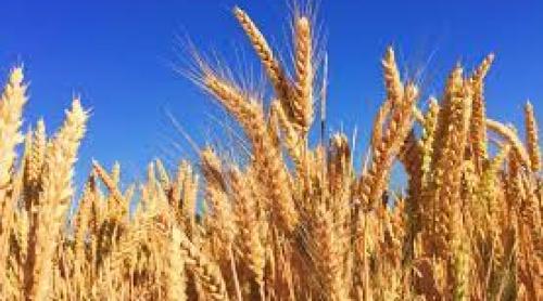 Cercetătorii au descoperit cum pot salva culturile de grâu în condiții de secetă extremă