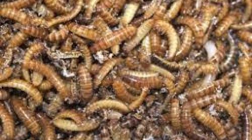 Noua ”delicatesă” recomandată de Uniunea Europeană: larva gândacului de bălegar, autorizată bună pentru mâncat