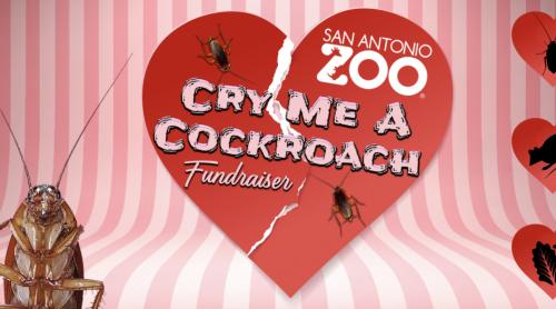 Botezați un gândac cu numele fostului partener. Apoi grădina zoologică din San Antonio va hrăni un animal cu el!