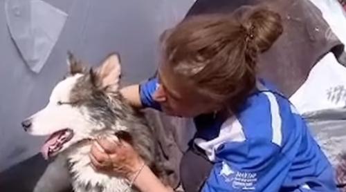 Un câine husky a fost scos de sub dărâmăturile din Turcia după 23 de zile fără apă sau mâncare