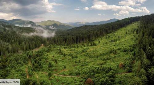 Ancheta Der Speigel: lemnul din zonele protejate din Romania ajunge la companiile austriece: mai mult de jumătate este tăiat ilegal