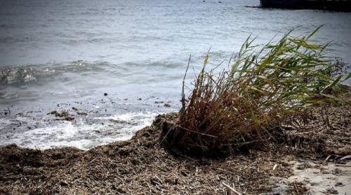 Odessa a interzis înotul în Marea Neagră din cauza deteriorării semnificative a calității apei