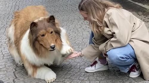 Un japonez a cheltuit 14.000 de euro pentru a „deveni câine”: tocmai a făcut prima plimbare! (video)