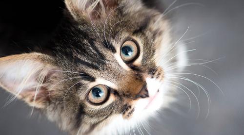 8 august este Ziua Internaționala a Pisicii: beneficiile sale uimitoare pentru sănătatea oamenilor
