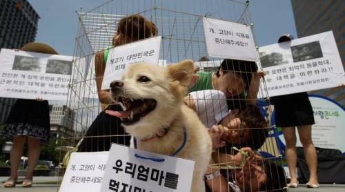 Carnea de câine a fost interzisă în Coreea de Sud 