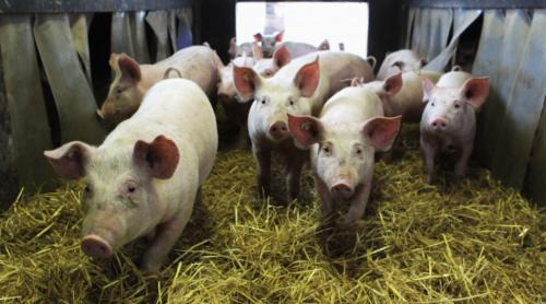 China răspunde Comisiei Europene: Anchetă antidumping la carnea de porc din UE