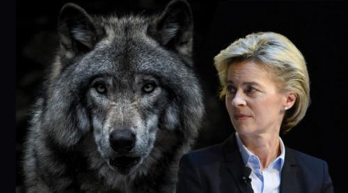 O victorie politică pentru Ursula von der Leyen: țările UE sunt de acord să retrogadeze statutul de protecție al lupului