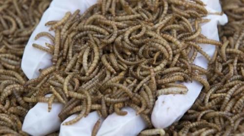 Tenebrio molitor: Insecta aprobată de UE pe care o consumați în pâine fără să știți