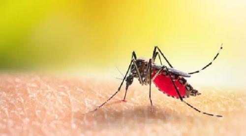 Alertă sanitară în Franța: virusul chikungunya transmis de țânțarul tigru se răspândește rapid